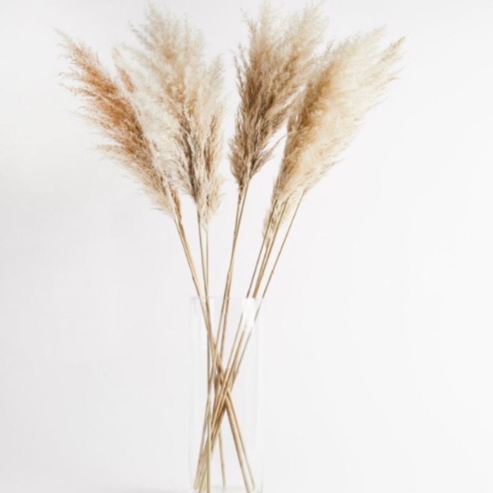 PAMPAS GRASS dried natural grasses 3 STEMS